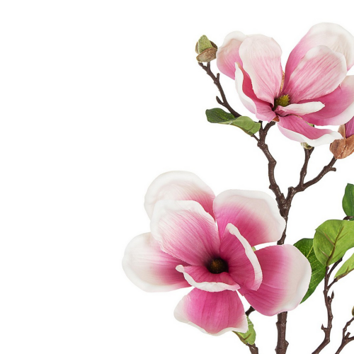 fiore-magnolia-rosa-cm-0172621.png