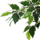 pianta-decorativa-artificiale-bizzotto-ficus-variegato-120-cm-dettaglio.png