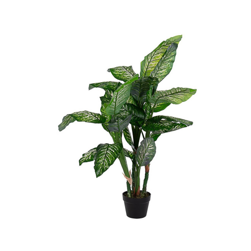 pianta-dieffenbachia-c-vaso-31fogl-h120.png