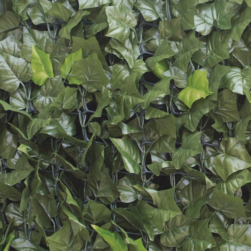 siepe-edera-sempreverde-verdelook-790-4-zoom.png