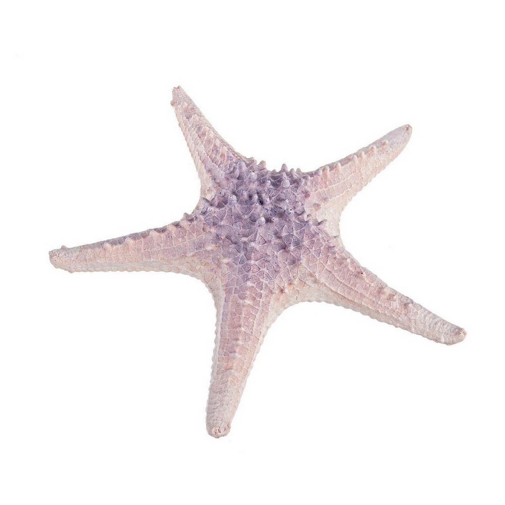 stella-marina-violetta-0130572-29cm.png